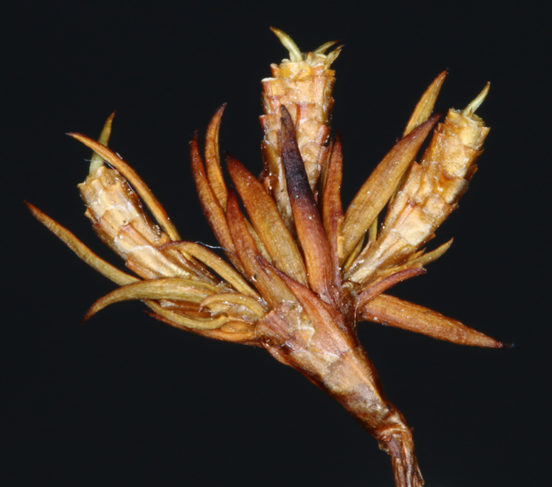Polytrichastrum fragile